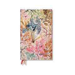 obálka: D2023/24 Anemone Maxi VER