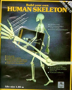 obálka: Human Skeleton