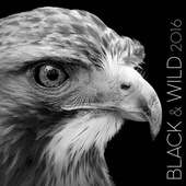 obálka: Black & Wild 2016 - nástěnný kalendář