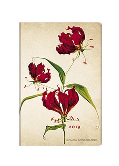 obálka: D2019 Lily Mini DAY